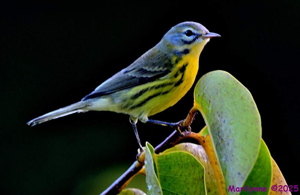 DSC_7447_001.JPG