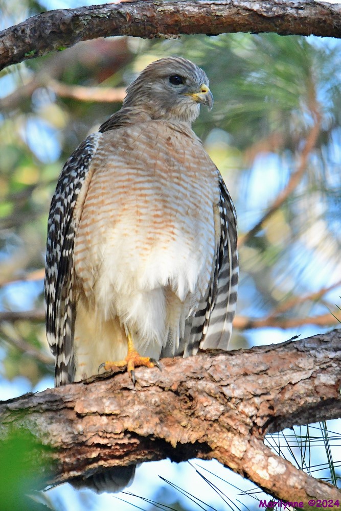 DSC_7449_001.JPG