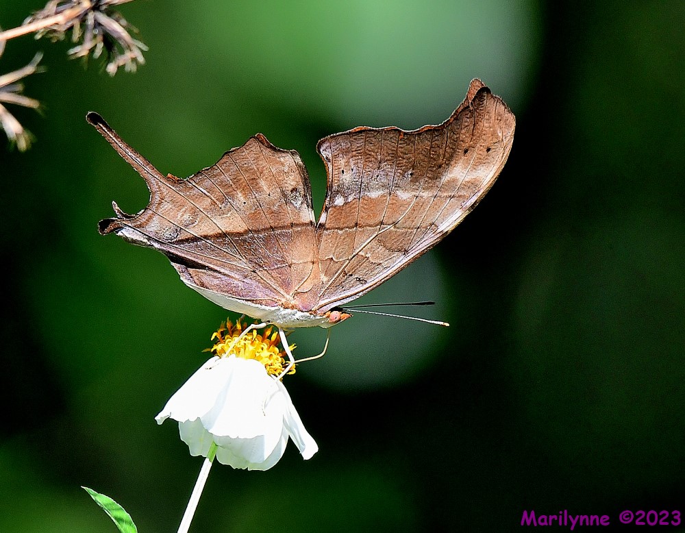 DSC_7450_001.JPG