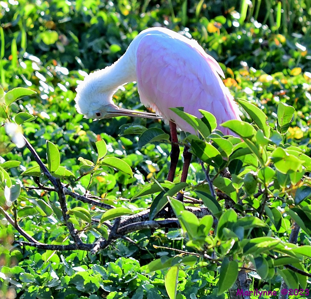 DSC_7451_001.JPG