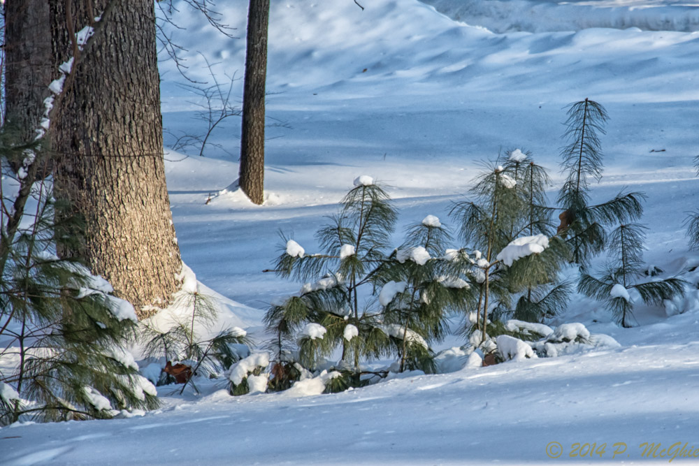 DSC_7452-Edit.jpg