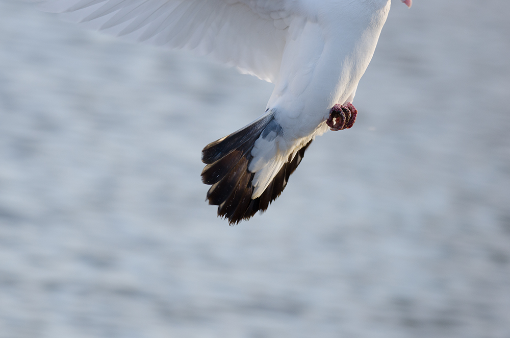 DSC_7452.jpg