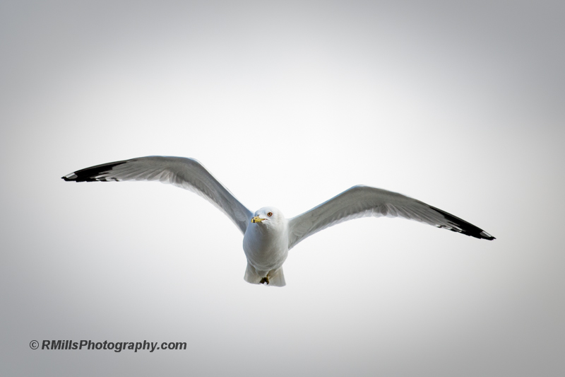 DSC_7452_10038-3.jpg