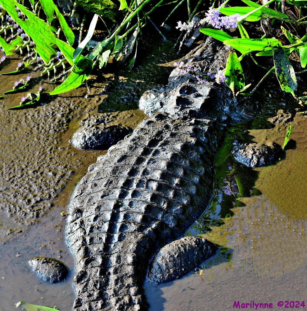 DSC_7454_stitch4_001.JPG