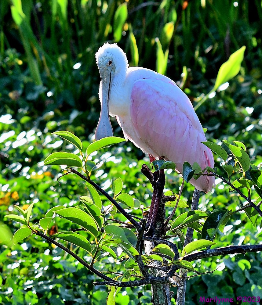 DSC_7455_001.JPG