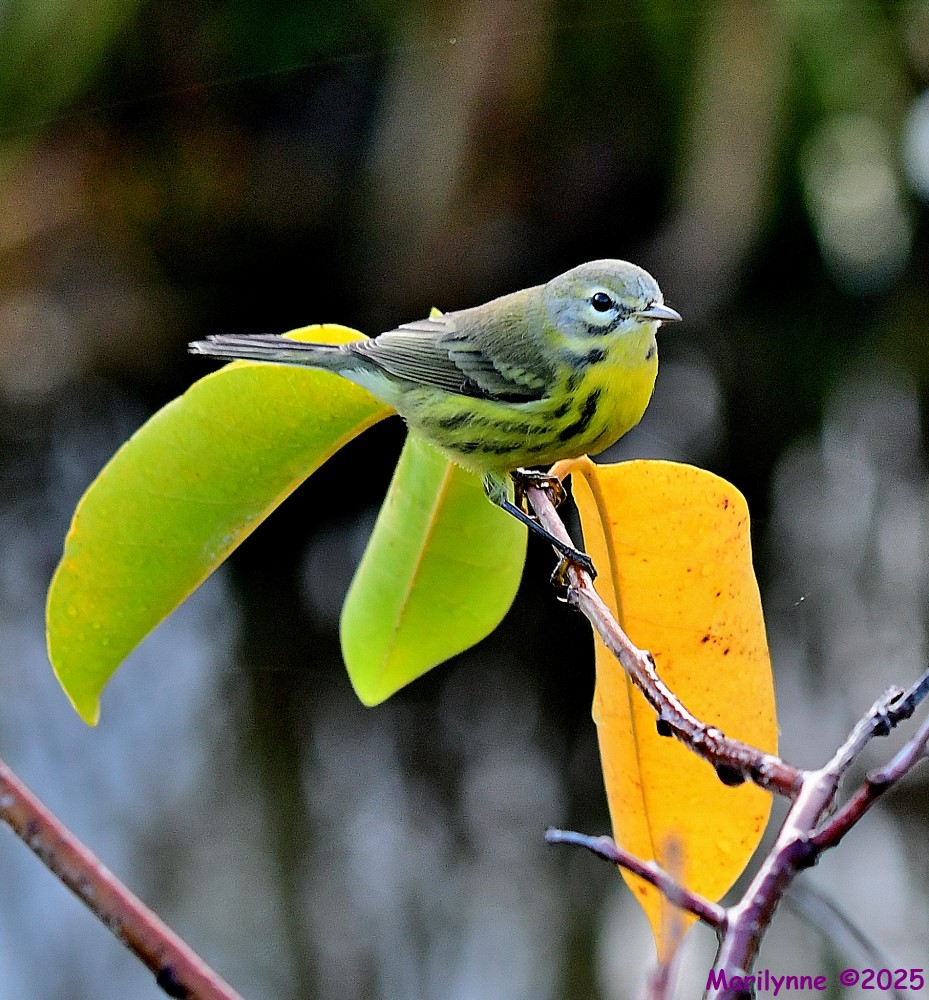 DSC_7455_001.JPG