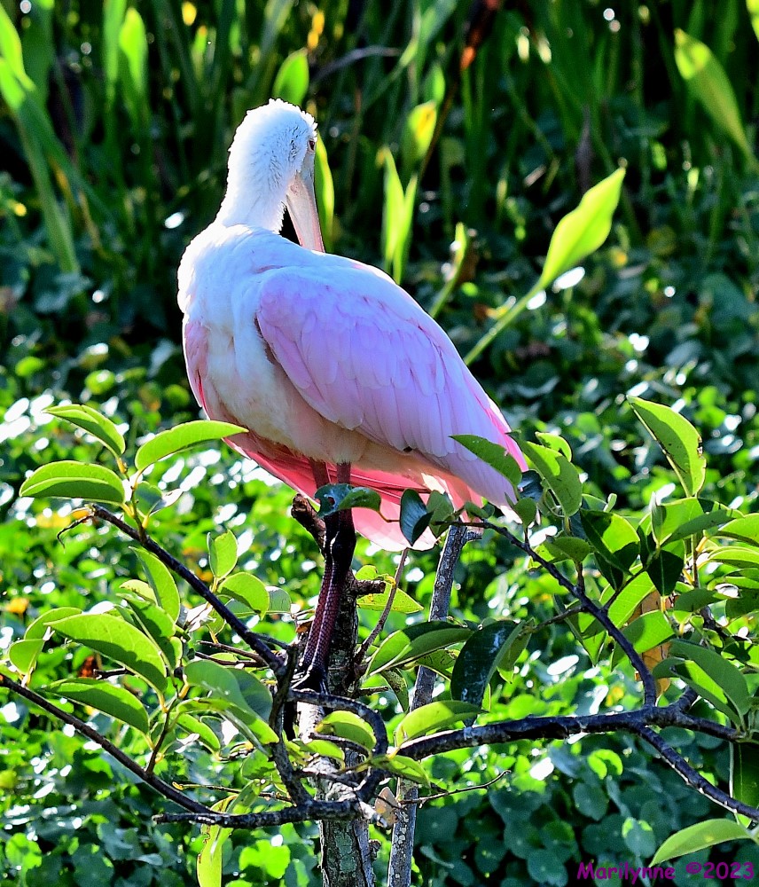 DSC_7456_001.JPG
