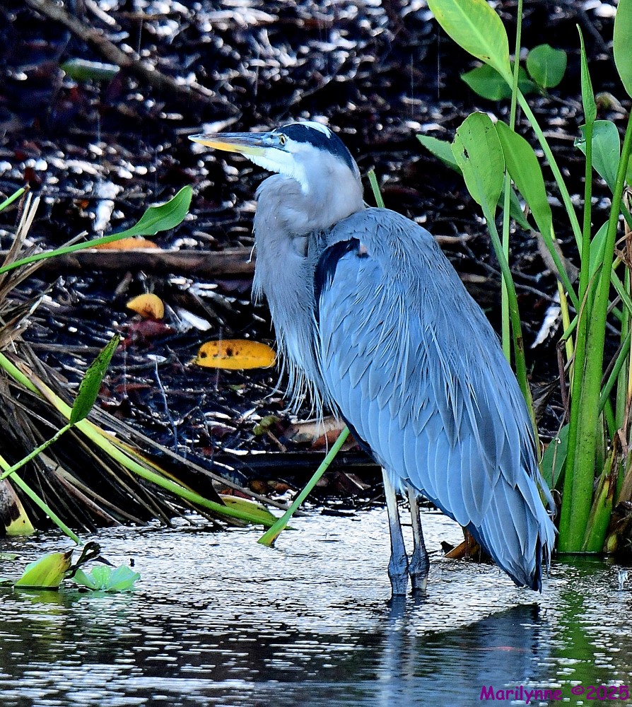 DSC_7457_001.JPG