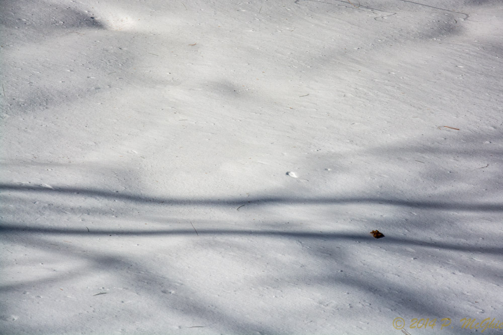 DSC_7458-Edit.jpg