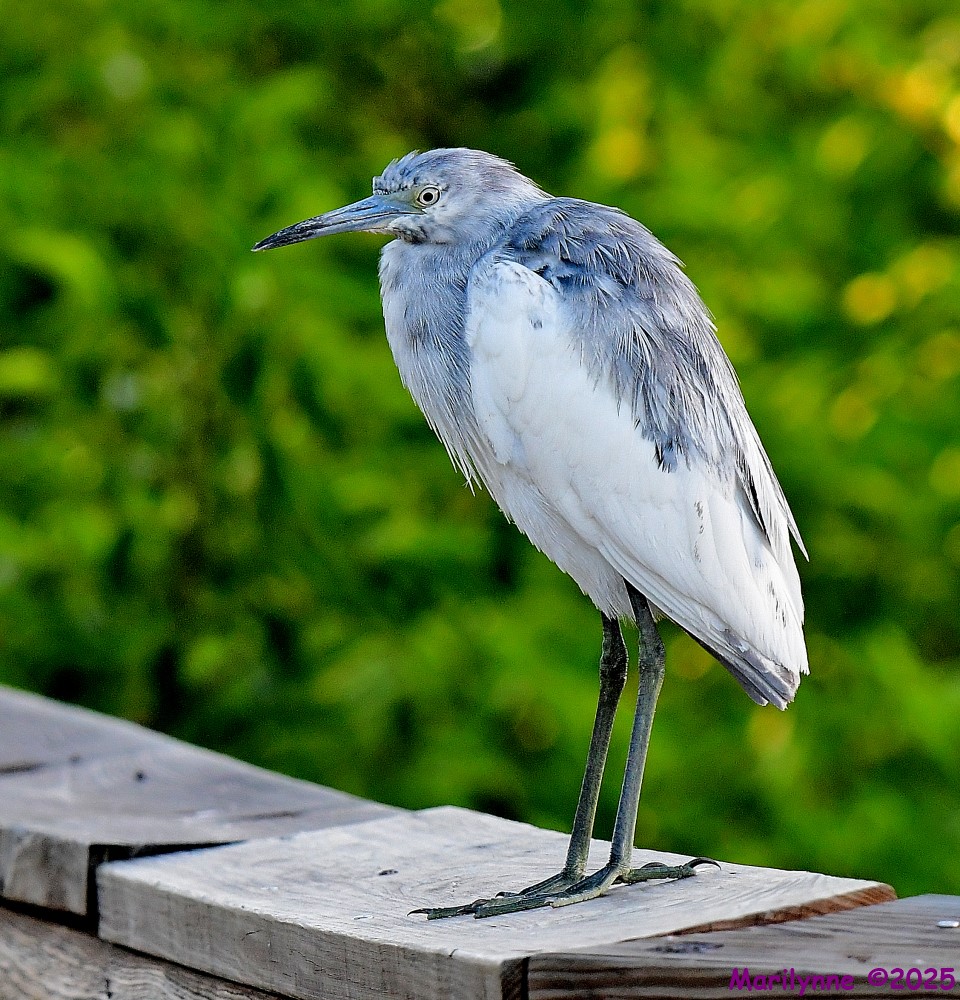 DSC_7459_001.JPG