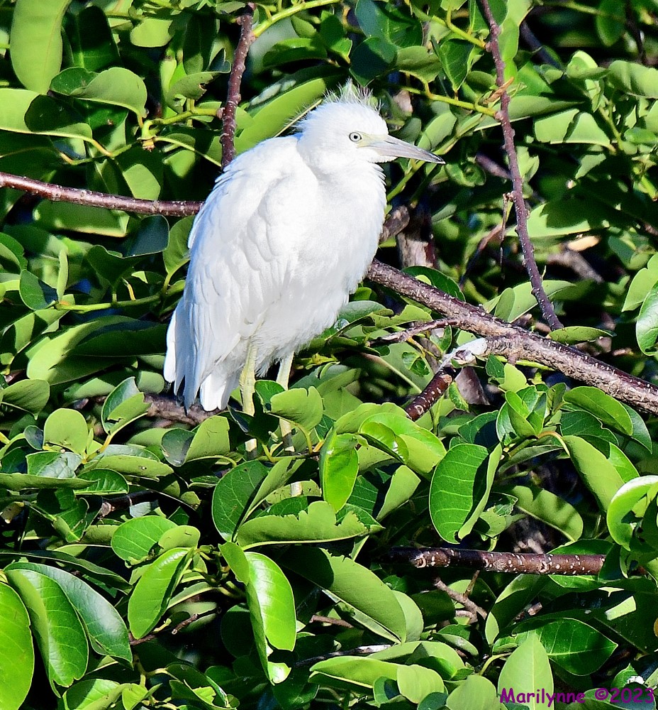 DSC_7461_001.JPG