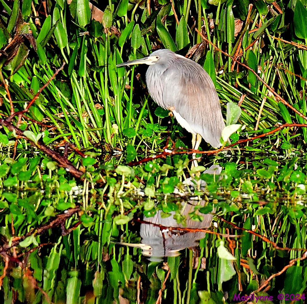 DSC_7461_001.JPG
