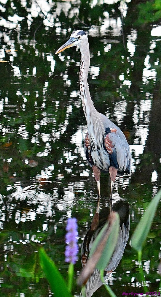 DSC_7466_001.JPG