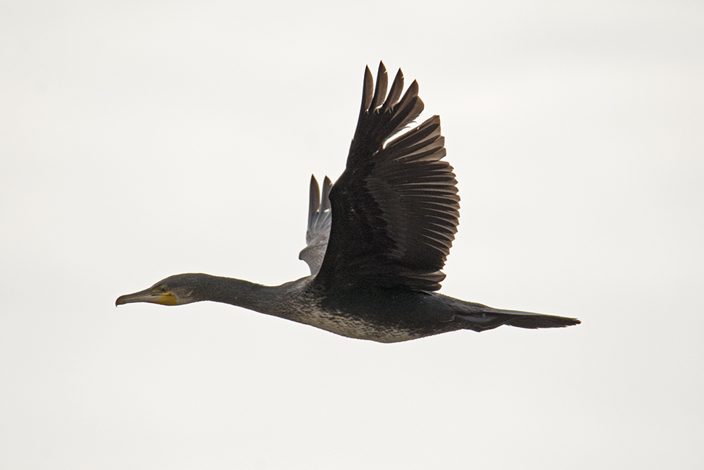 DSC_7470.jpg