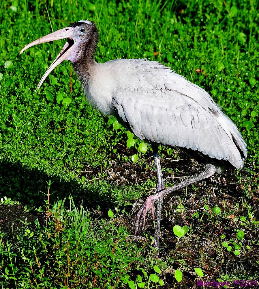 DSC_7470_001.JPG