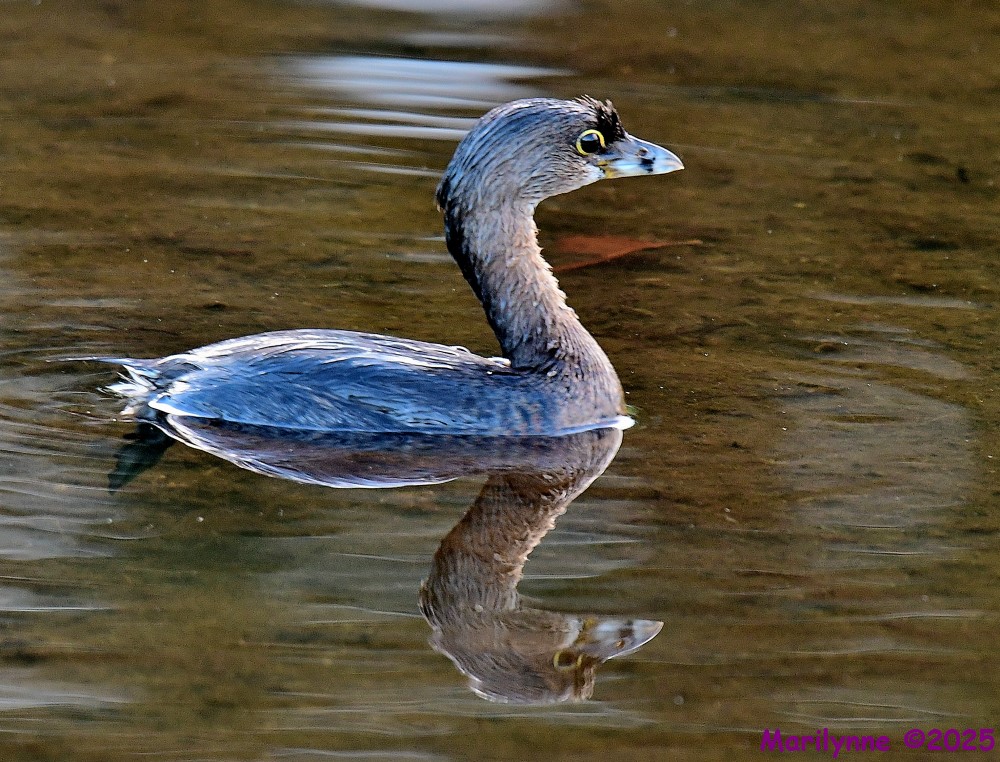 DSC_7470_001.JPG