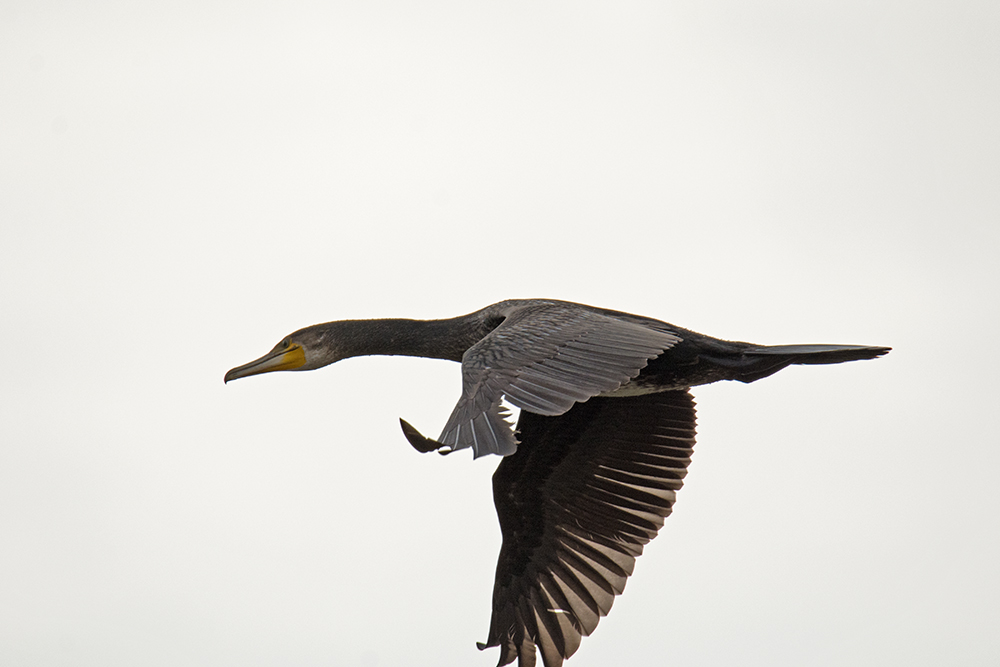DSC_7471.jpg