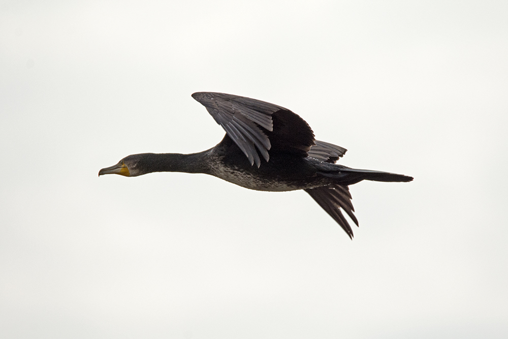 DSC_7472.jpg