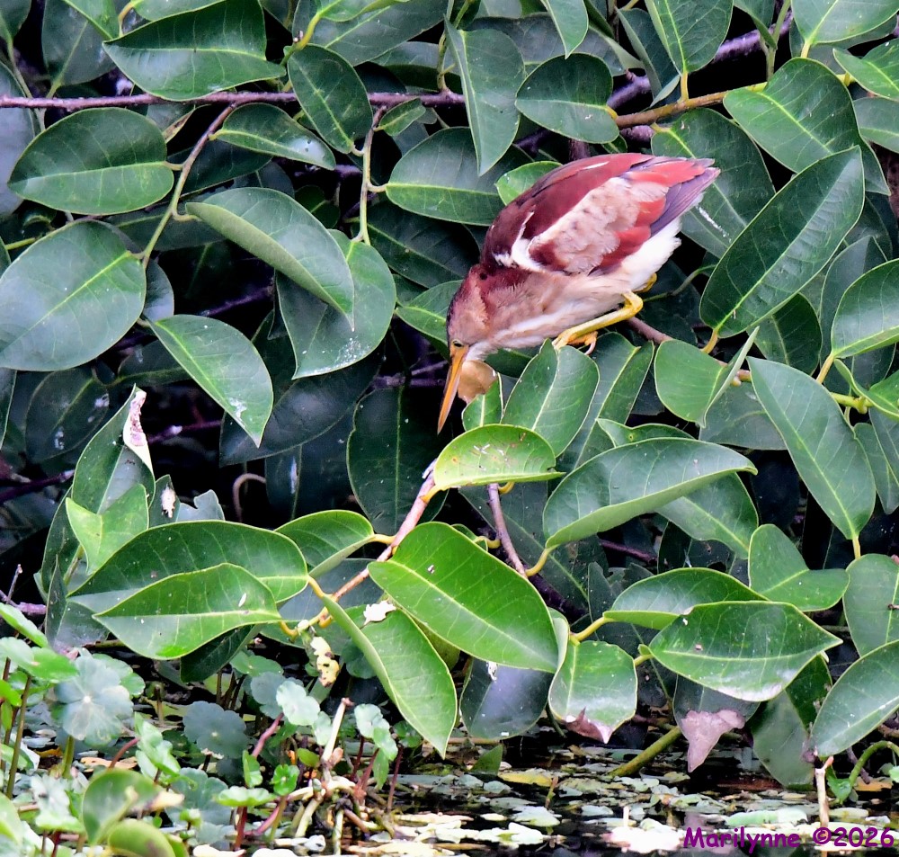 DSC_7472_001.JPG
