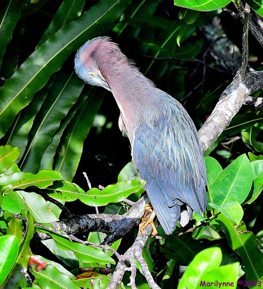 DSC_7475_001.JPG