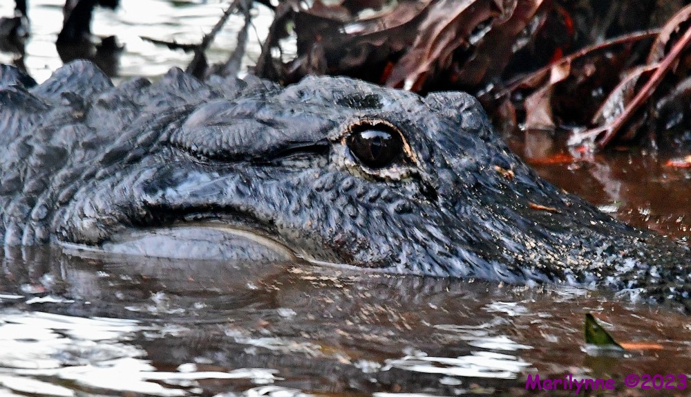 DSC_7477_001.JPG