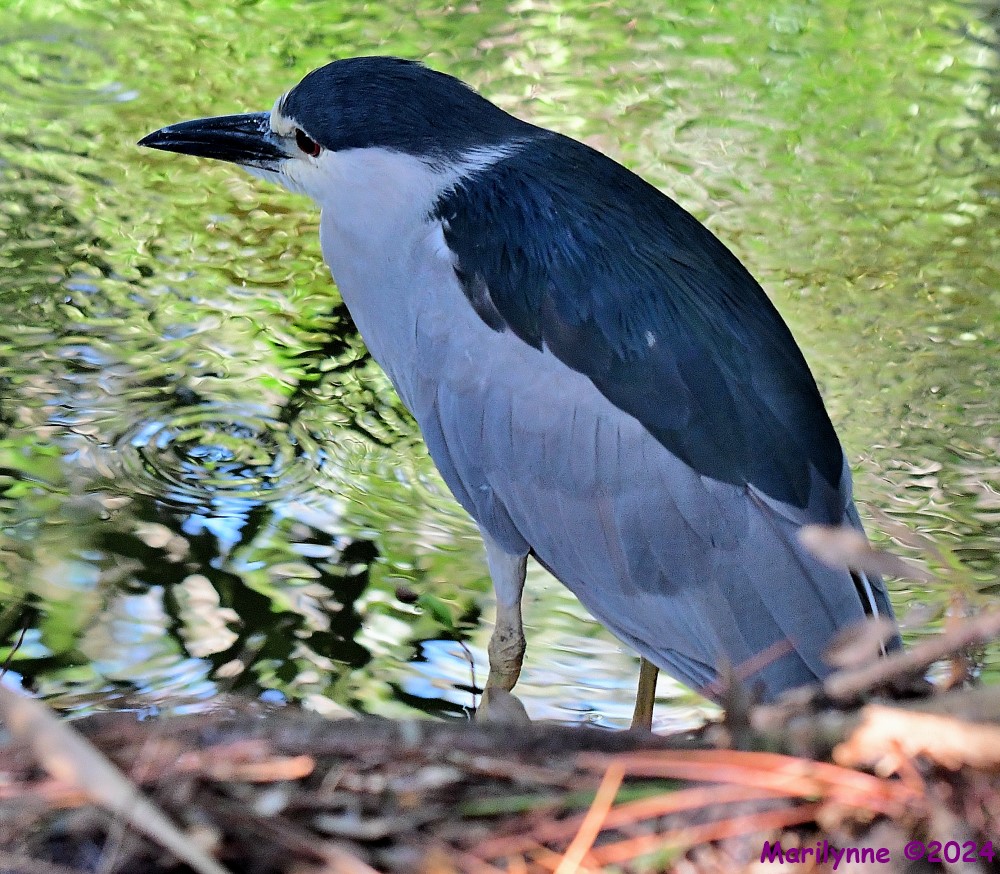 DSC_7477_001.JPG