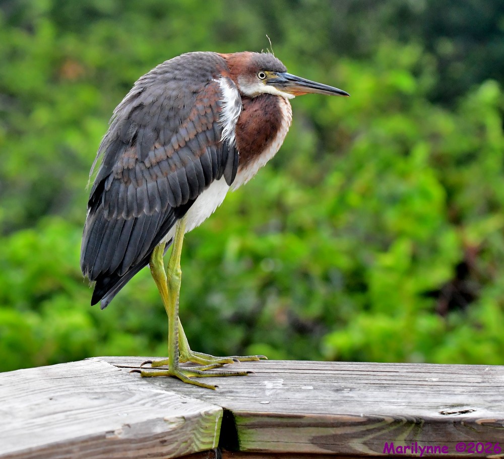 DSC_7478_001.JPG