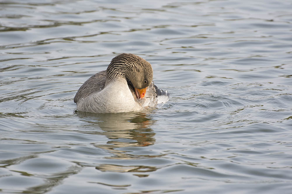 DSC_7479.jpg
