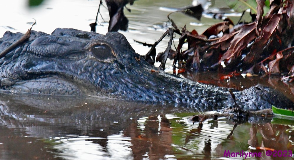 DSC_7479_001.JPG