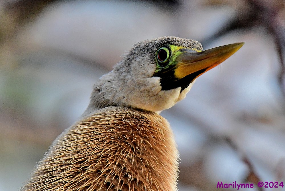 DSC_7479_001.JPG