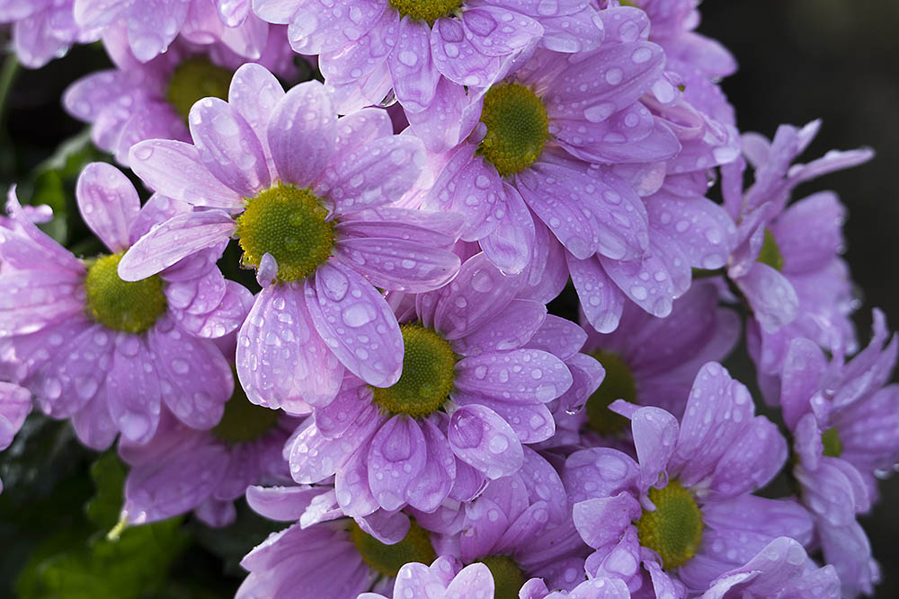 DSC_7480.jpg