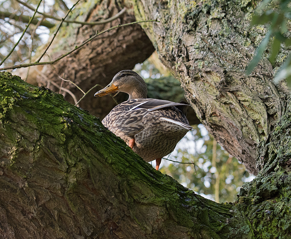 DSC_7481.jpg