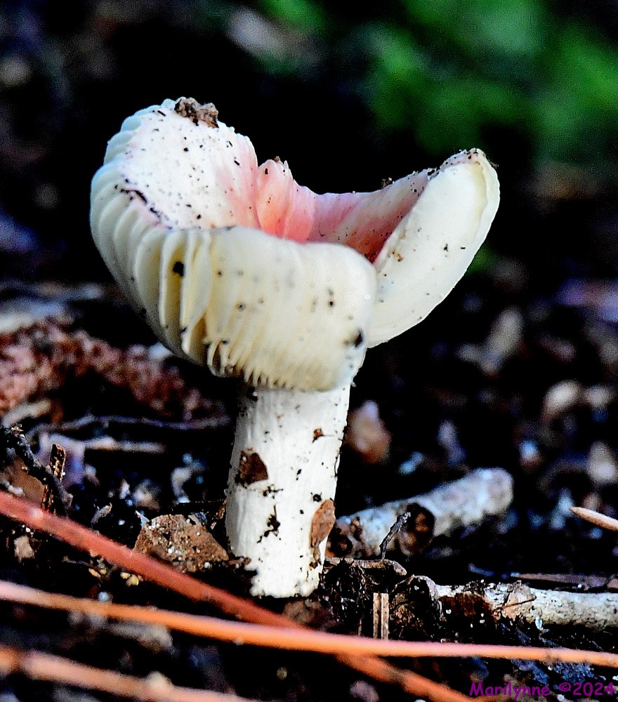 DSC_7482_001.JPG