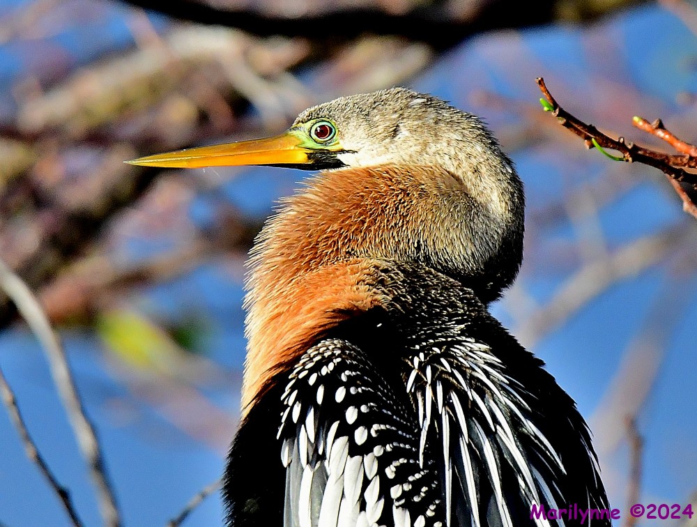 DSC_7484_001.JPG