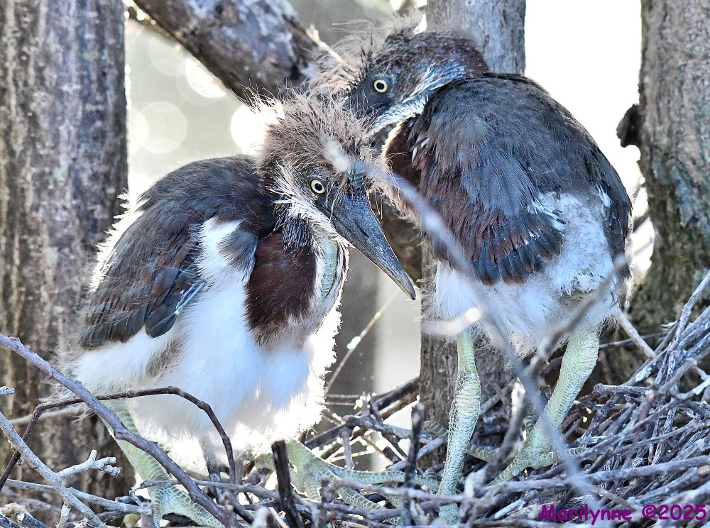 DSC_7485_001.JPG