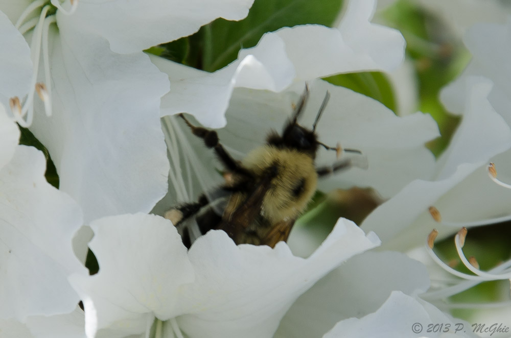 DSC_7486.jpg