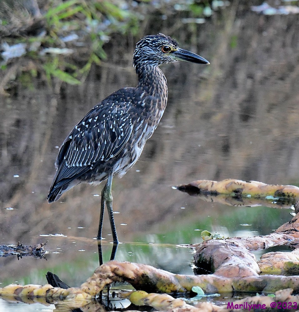 DSC_7487_001.JPG