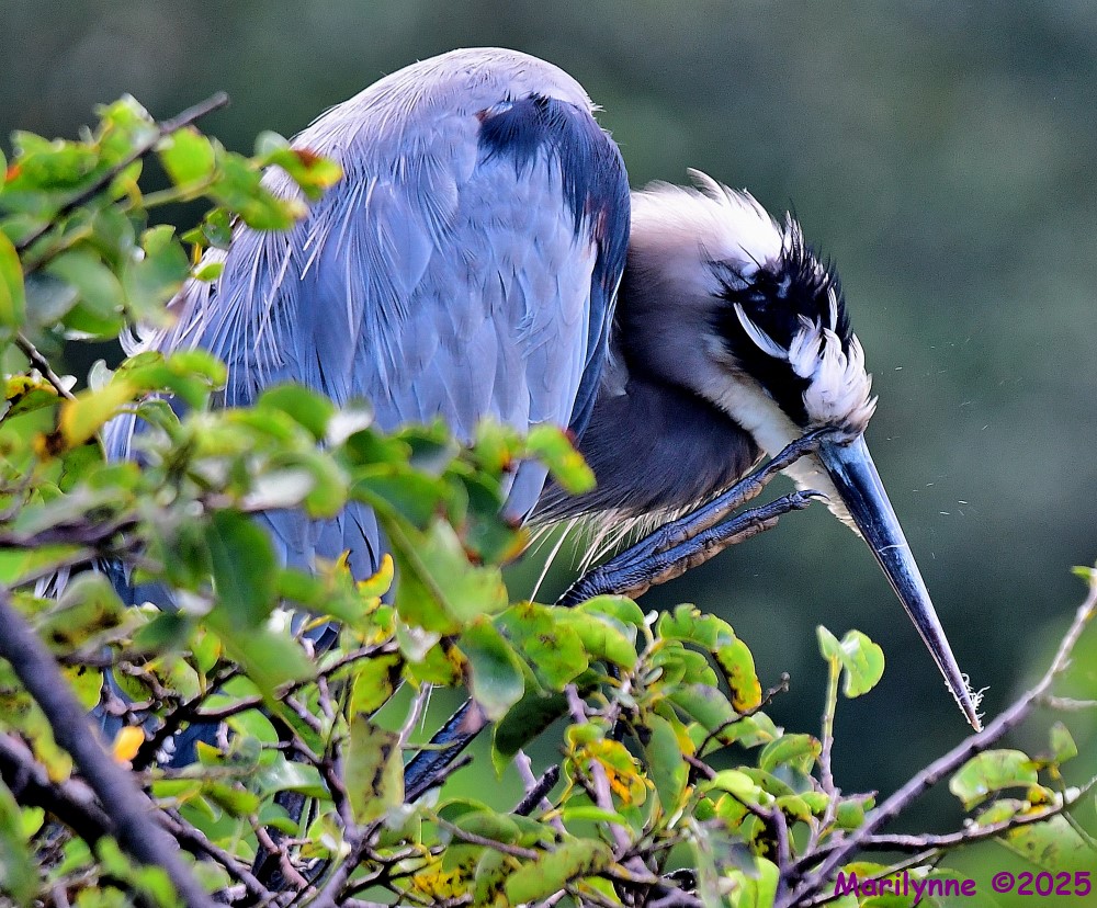 DSC_7489_001.JPG