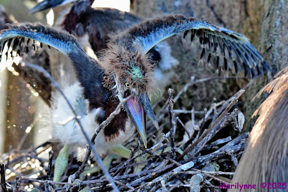 DSC_7490_001.JPG