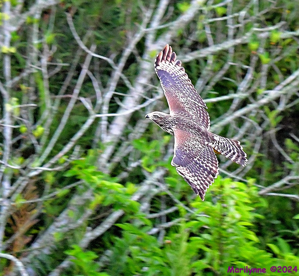 DSC_7491_001.JPG