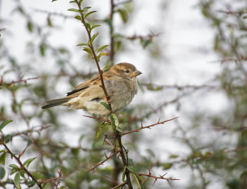 DSC_7492.jpg