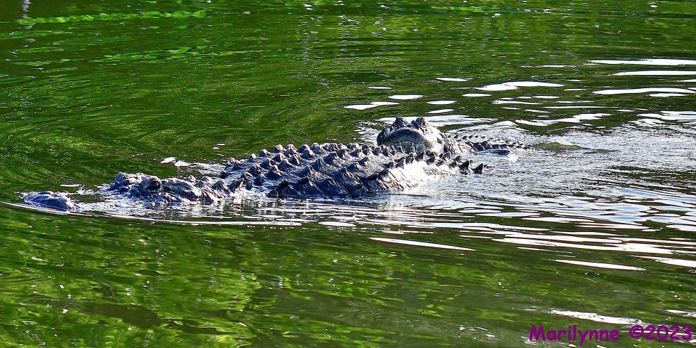 DSC_7493_001.JPG