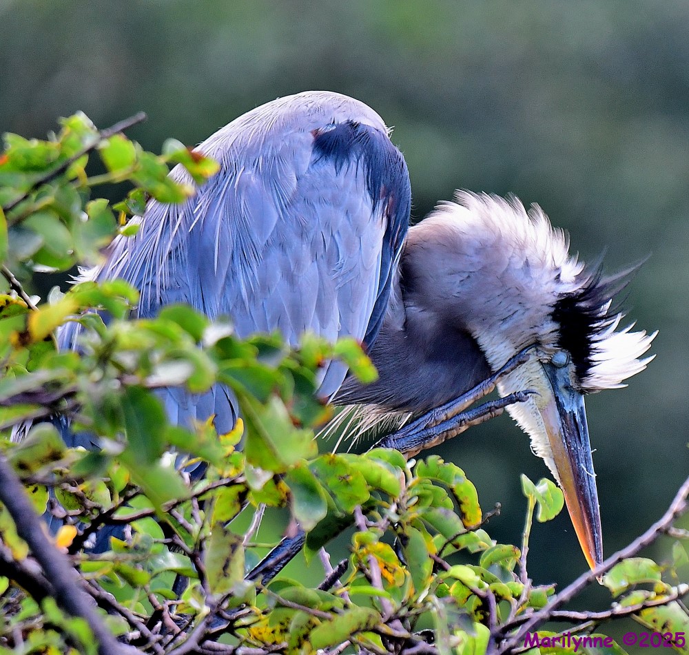 DSC_7496_001.JPG