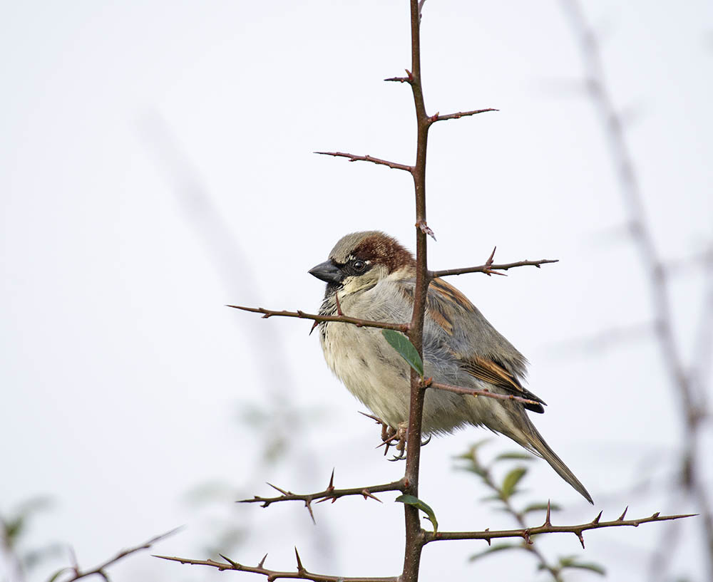 DSC_7497.jpg