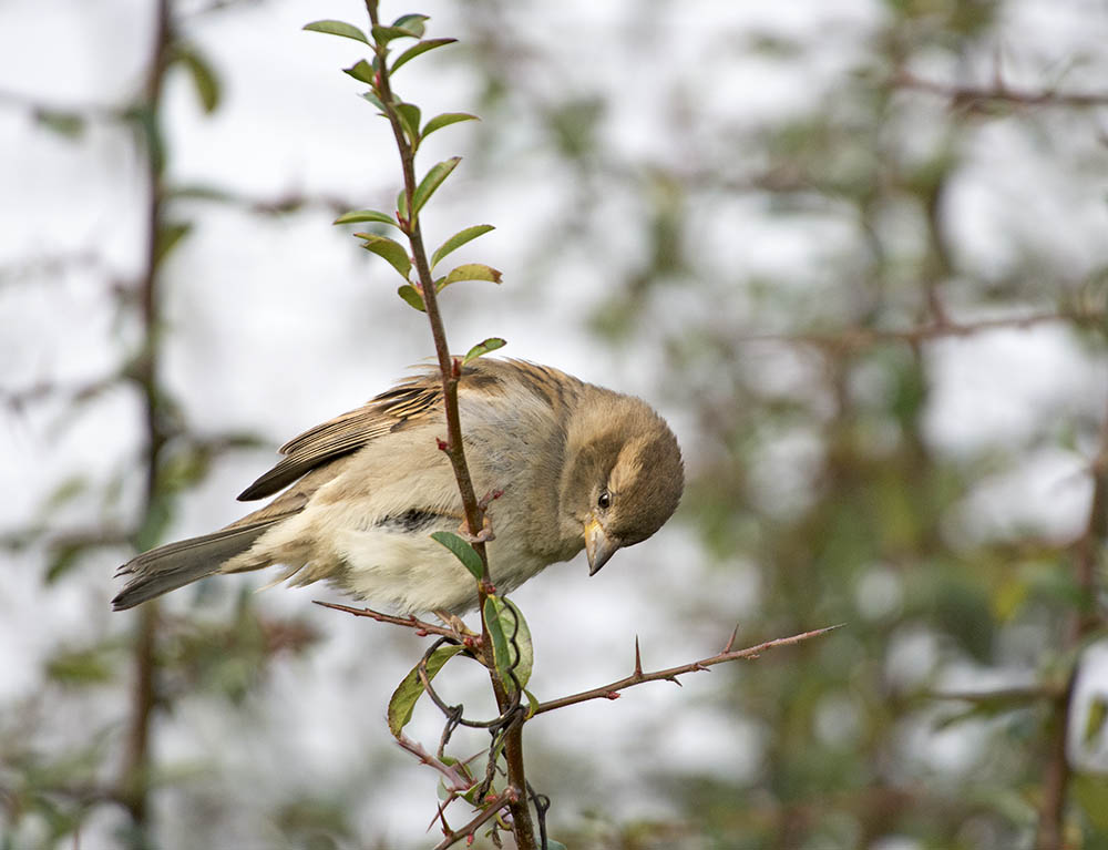 DSC_7499.jpg
