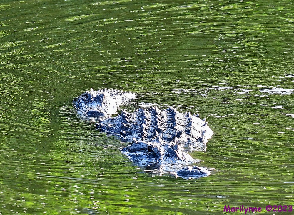 DSC_7500_001.JPG