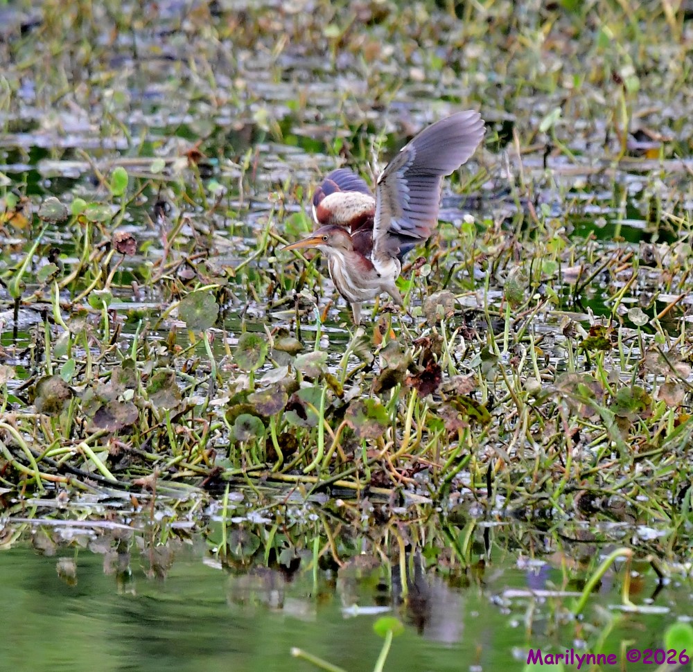 DSC_7500_001.JPG