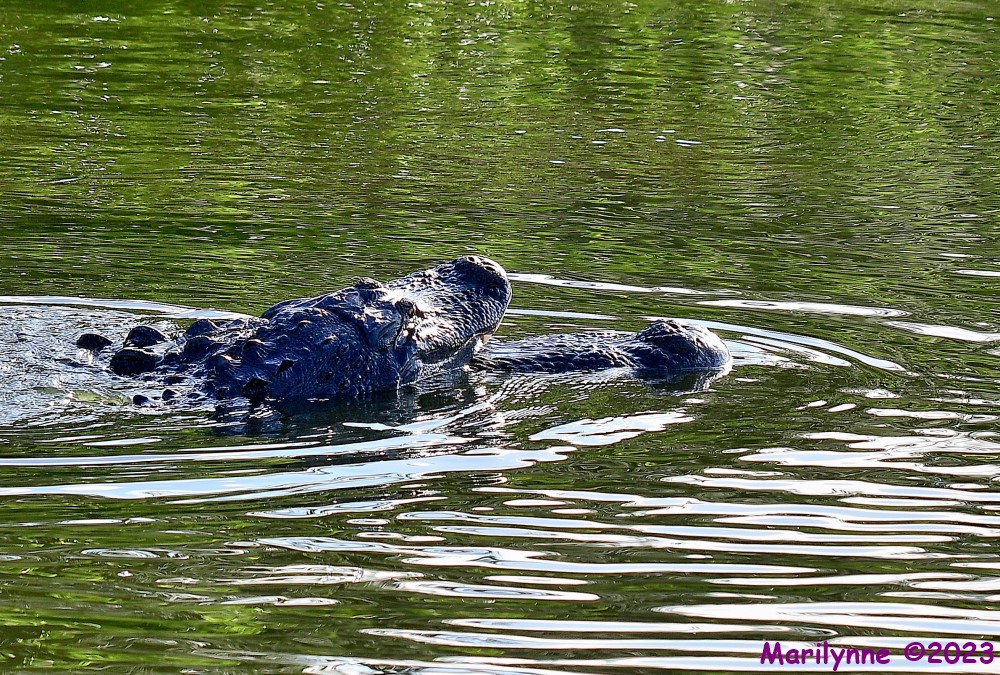DSC_7505_001.JPG