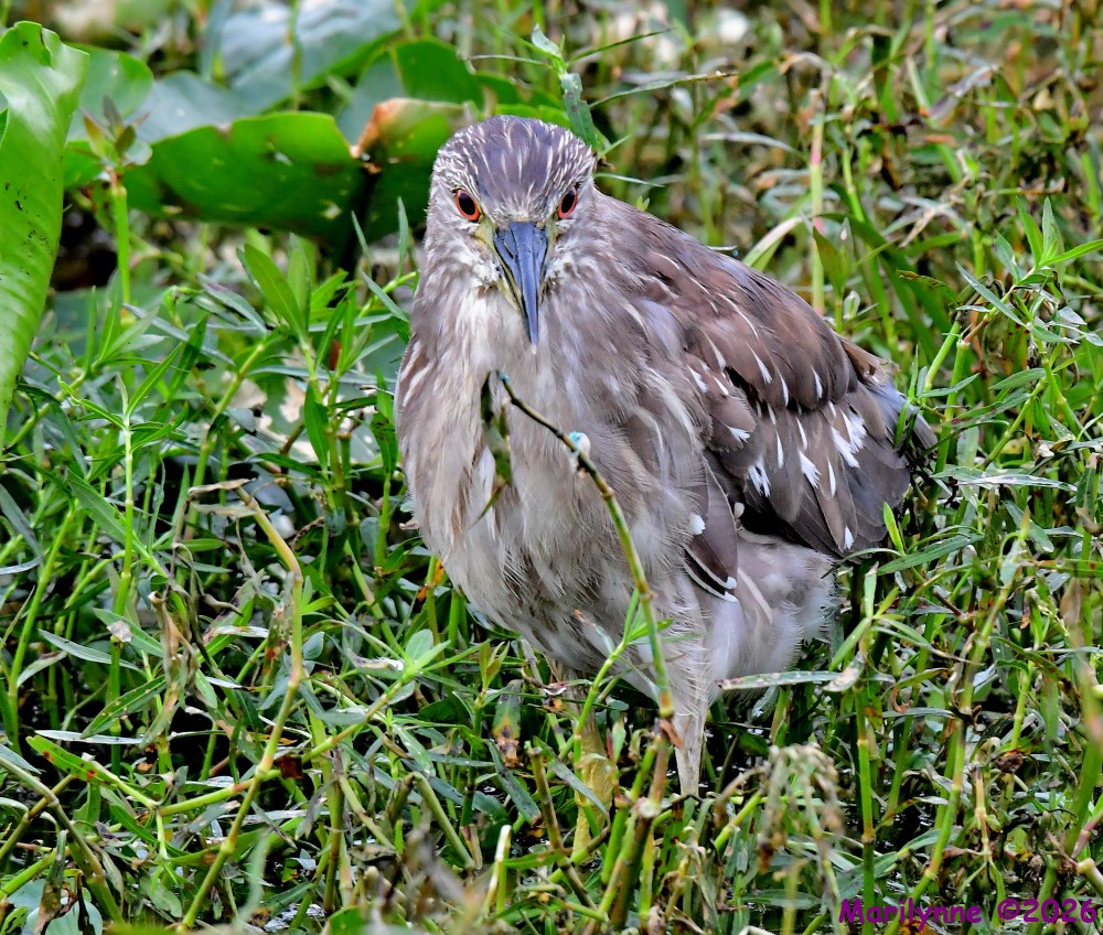 DSC_7508_001.JPG