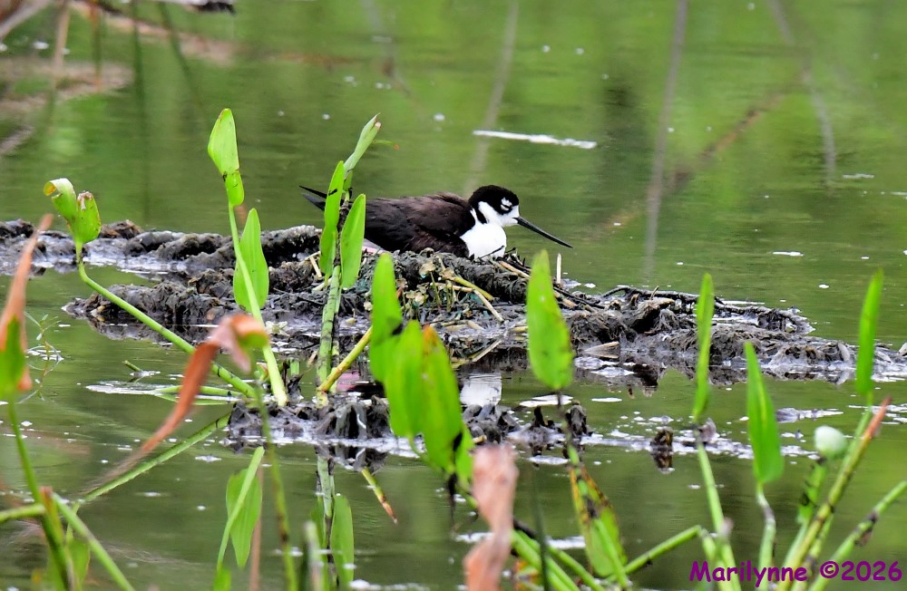 DSC_7510_001.JPG